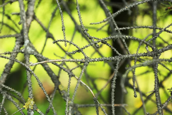 Ramas secas de árbol, primer plano — Foto de Stock