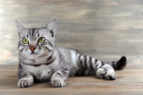 Красива кішка на дерев'яному фоні — стокове фото