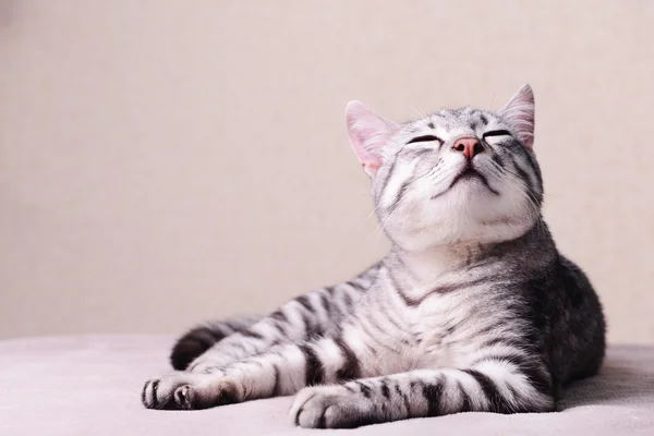Krásná kočka na béžové pozadí — Stock fotografie