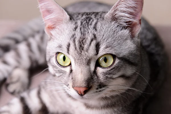 베이지색 배경에서 아름 다운 고양이 — 스톡 사진