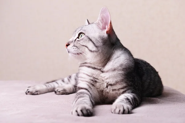 Красива кішка на бежевому фоні — стокове фото