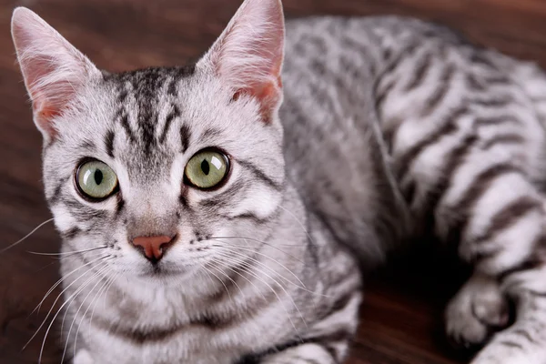 Schöne Katze auf Holzgrund — Stockfoto