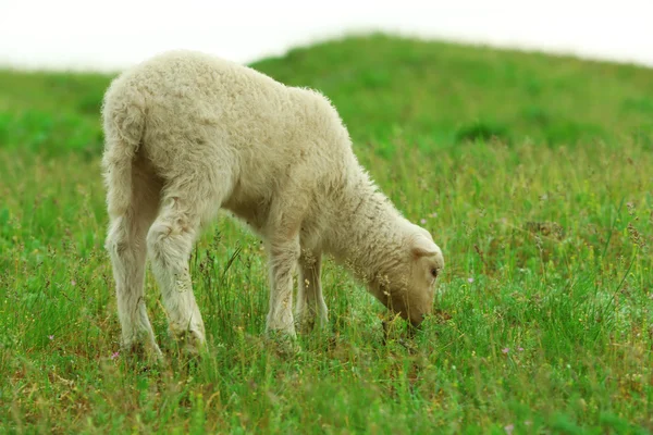 Cute lamb grazing in meadow — Stock Photo, Image