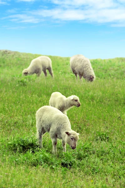 Sheeps grazing in meadow — Stock Photo, Image