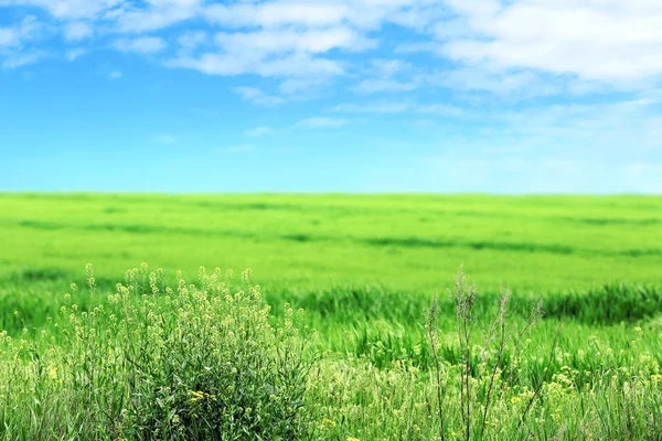 Grünes Frühlingsfeld — Stockfoto