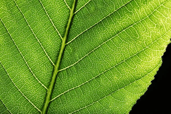 Дерево зелене листя крупним планом — стокове фото