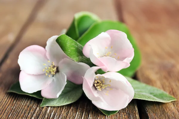 Apple blossom med blad på träbord — Stockfoto