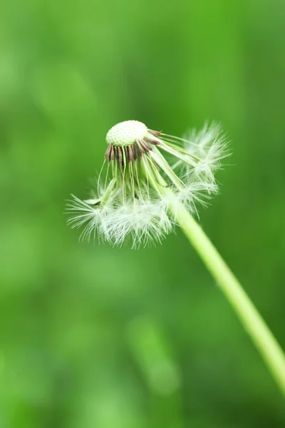 Maskros blomma utomhus — Stockfoto