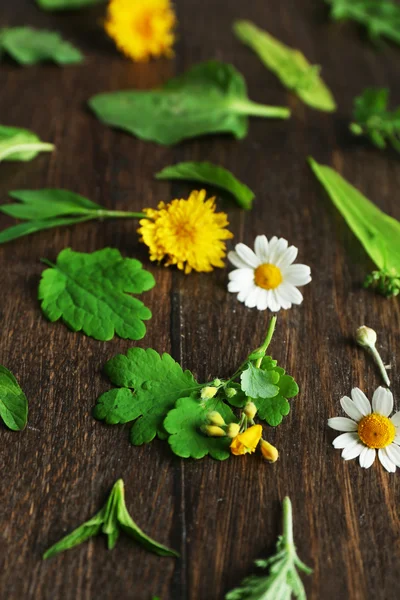 Various medicinal plants on wooden background — Stock Photo, Image