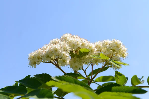 Rama floreciente del rowan tree sobre fondo azul del cielo —  Fotos de Stock