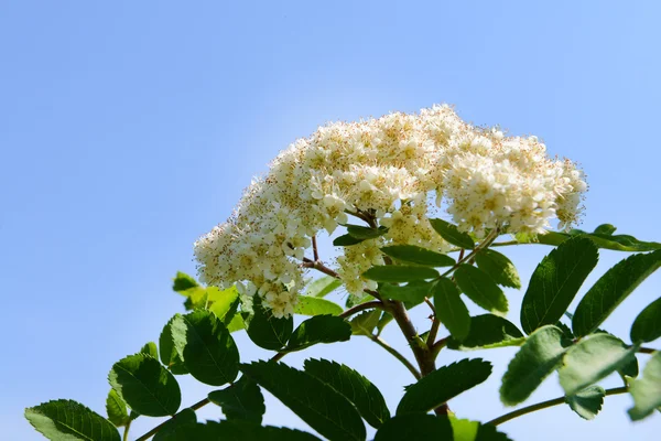 Rama floreciente del rowan tree sobre fondo azul del cielo —  Fotos de Stock