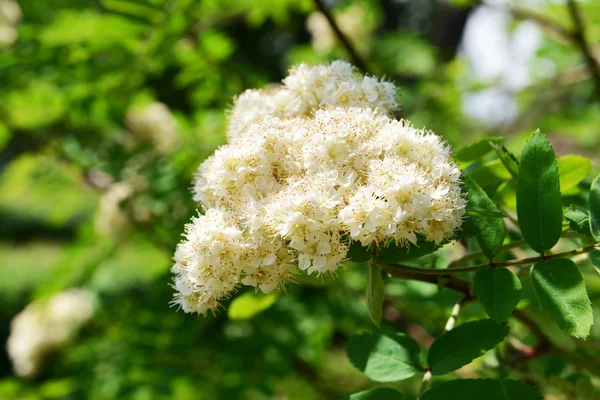 Blomstergrenen av rowantreet, tett inntil – stockfoto