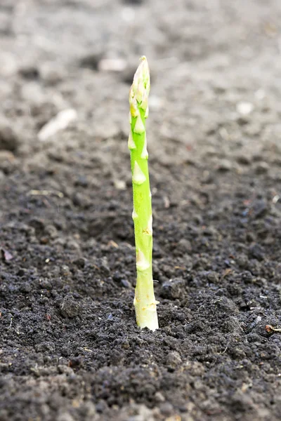 Single asparagus growing through black soil — Stock Photo, Image