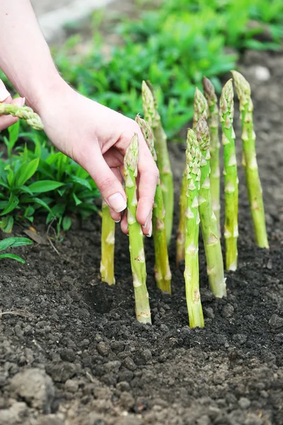 Farmer planting asparagus into black soil in garden — Stock Photo, Image