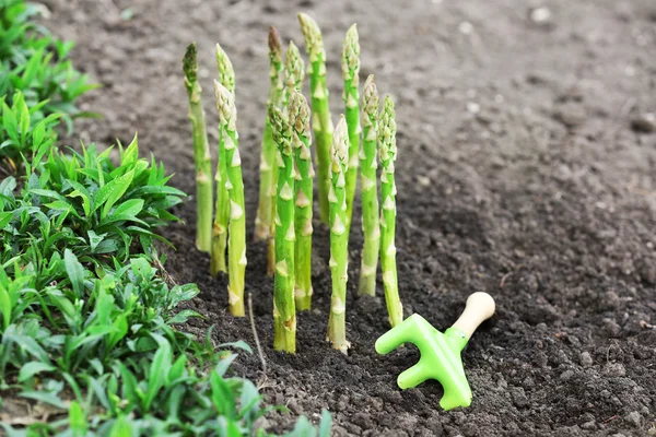 Espargos de agricultura biológica em solo negro — Fotografia de Stock