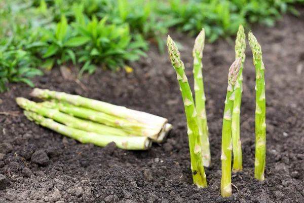 Organic farming asparagus in black soil — Stock Photo, Image