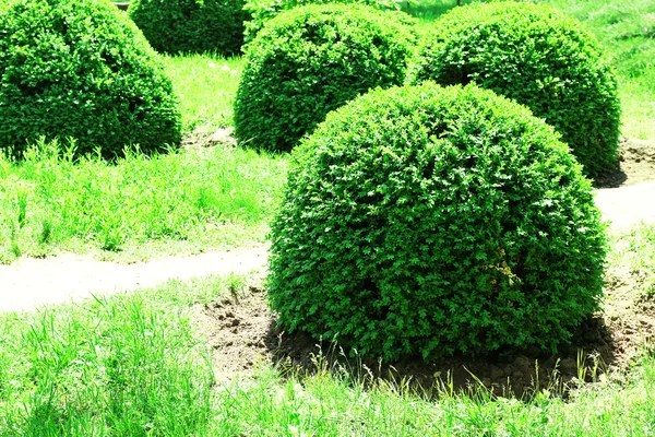 Arbustos verdes no parque — Fotografia de Stock