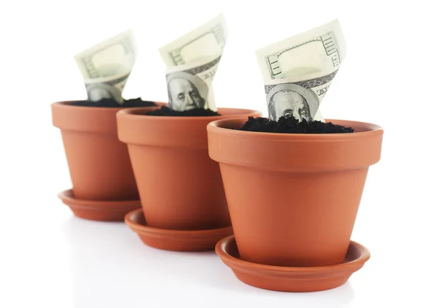 Growing money in flowerpots isolated on white — Stock Photo, Image