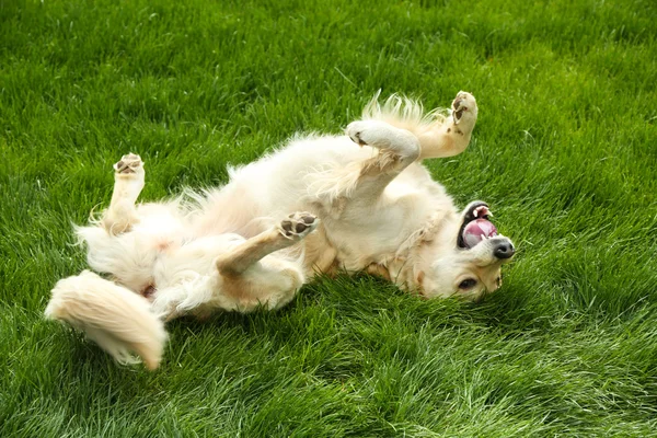 Adorable Labrador lying on green grass, outdoors Royalty Free Stock Images