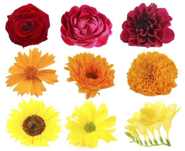 Schöne Blumen Collage — Stockfoto