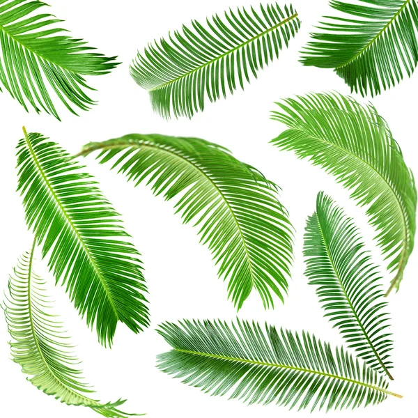 Green palm leaves isolated on white — Stock Photo, Image