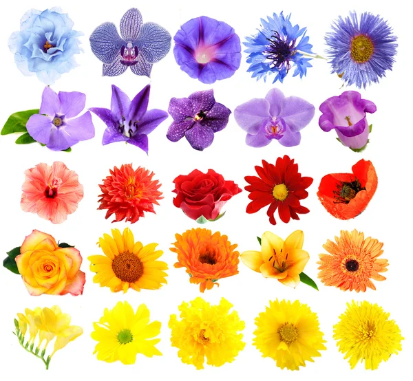Bel collage di fiori — Foto Stock