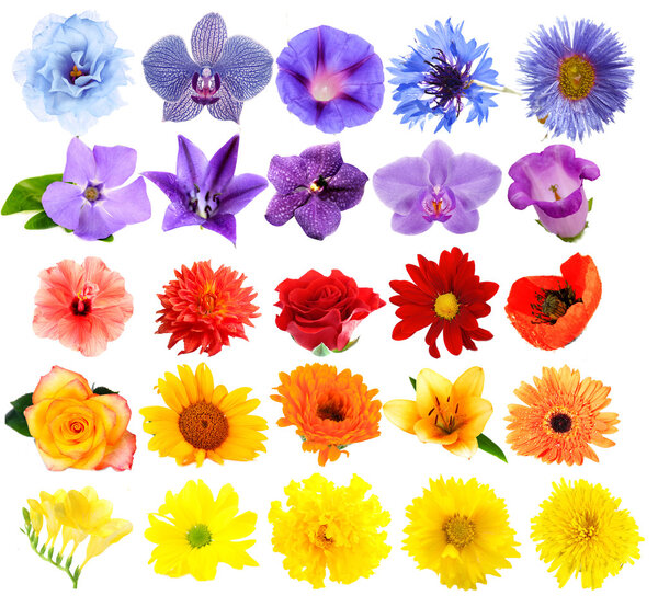 Beautiful flowers collage