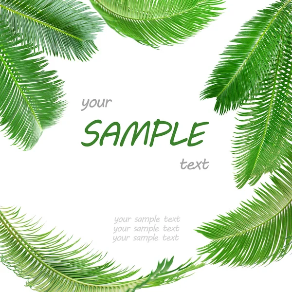 Marco de hojas de palma verde —  Fotos de Stock