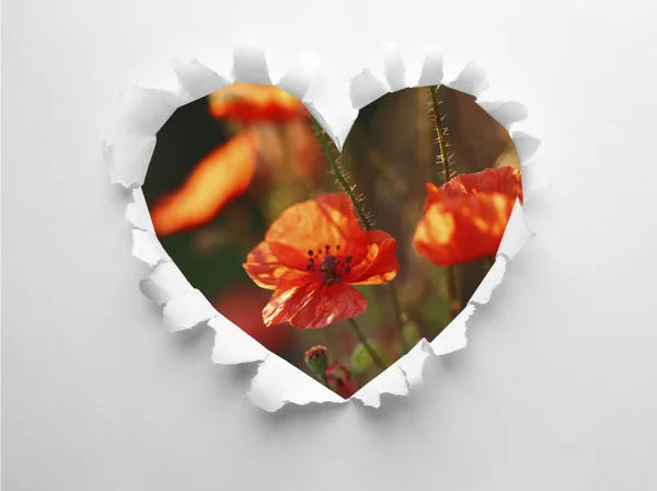 Agujero de papel rasgado en forma de corazón con amapolas —  Fotos de Stock