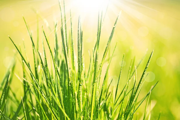 Herbe verte avec rosée — Photo