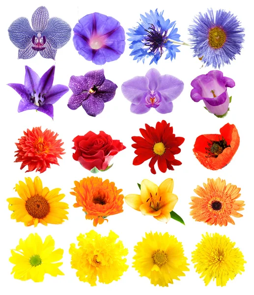 Colagem de flores bonitas — Fotografia de Stock