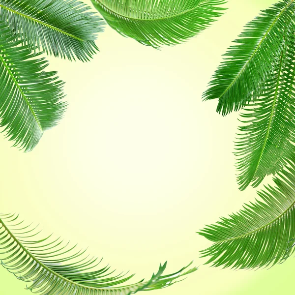 Frame of green palm leaves on light background — Stock Photo, Image