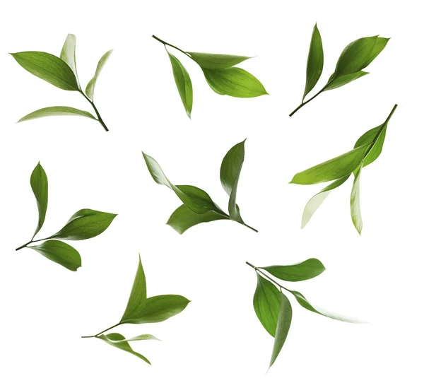 Green leaves collage — Stock Photo, Image