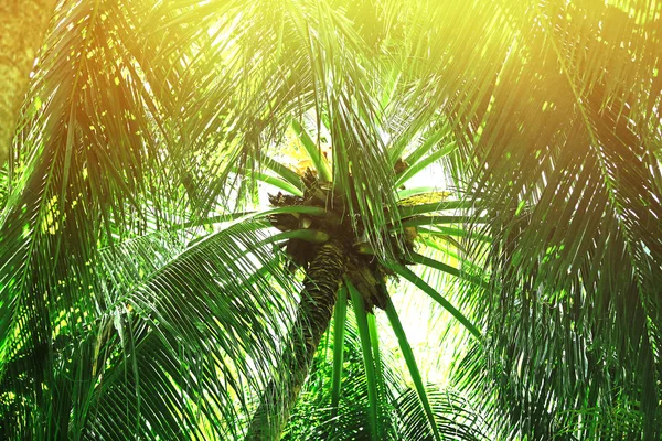 Sunlight over green palm leaves — Stock Photo, Image