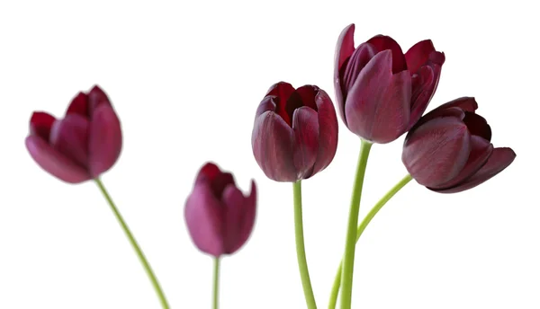 Bellissimi tulipani viola isolati su bianco — Foto Stock