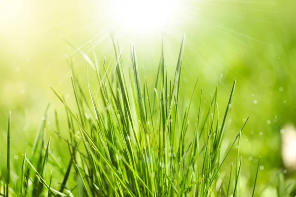 Green grass with dew on bright background Stock Picture