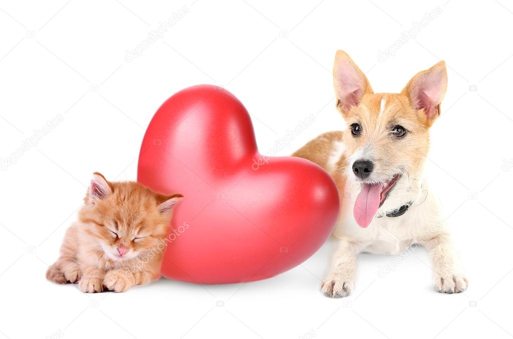 Cat and dog with red heart
