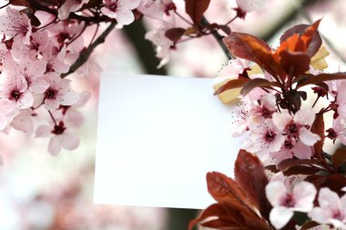 açık havada ağaç üzerinde asılı boş kartı