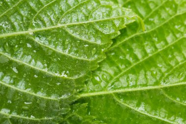 güzel yeşil yaprakları su damlaları ile yakın çekim