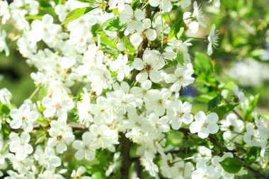 Kiraz çiçekleri, yakın çekim