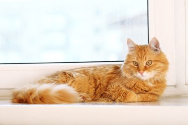 Pencere arka plan üzerinde kırmızı kedi