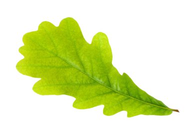 Tek yeşil Meşe yaprağı don beyaz izole