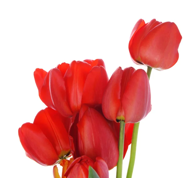 Beautiful bouquet of red tulips isolated on white — Stock Photo, Image
