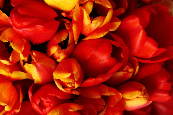 Beautiful bouquet of tulips close up — Stock Photo, Image