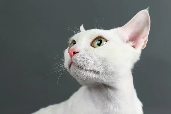 Gato branco bonito no fundo cinza — Fotografia de Stock