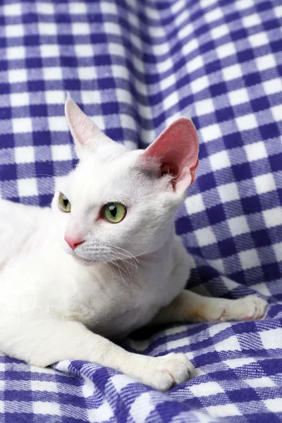 漂亮的白猫在格子上 — 图库照片