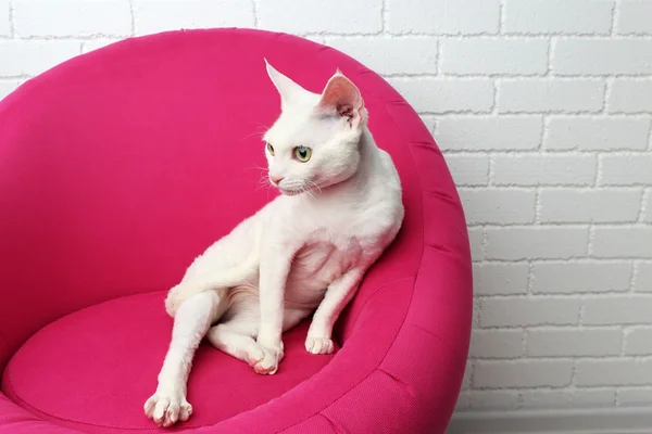 Vacker vit katt på mjuk rosa fåtölj i rummet — Stockfoto