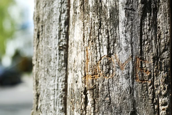 Word Love carved in tree close-up — Stock Photo, Image