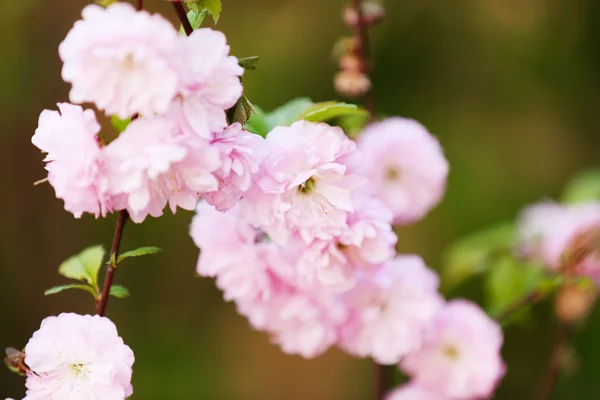 Beautiful fruit blossom in spring outdoors — Stock Photo, Image