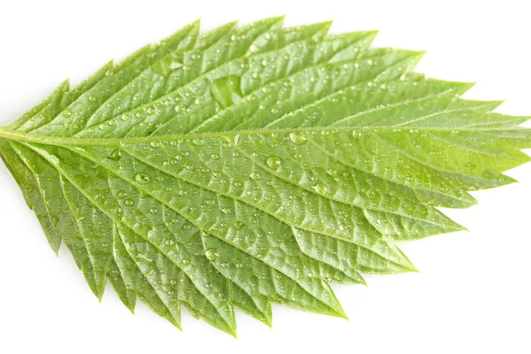 Folha verde bonita com gotas de água perto — Fotografia de Stock